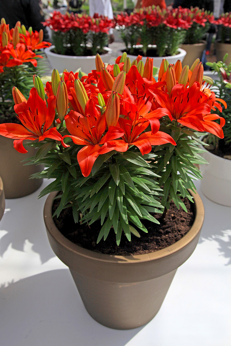 flowers flowers  / colored flowers